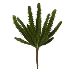 Finger Cactus Plant, 12ct.
