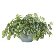 19" Watermelon Peperomia Plant in Green Vase