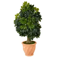 3.5ft. Umbrella Tree in Terra Cotta Planter