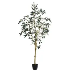 6ft. Potted Olive Tree