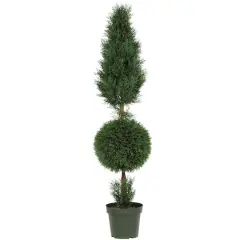 5ft. Potted Cypress Ball & Cone Tree