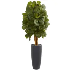 5.5ft. Fiddle Leaf Tree in Gray Cylinder Planter