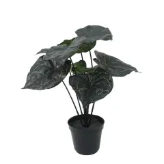 15.5" Potted Anthurium Clarinervium by Ashland&reg;