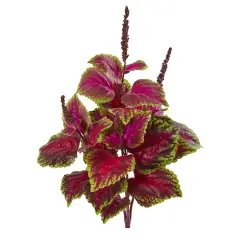 23" Coleus Bush, 6ct.