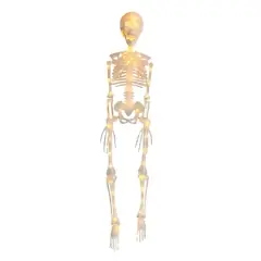 35" Warm White LED Skeleton by Ashland&reg;