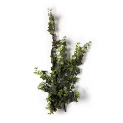 Star Ivy Bush by Ashland&reg;