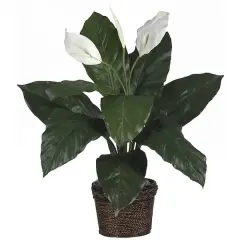 2ft. Peace Lily in Coiled Rope Wicker Planter
