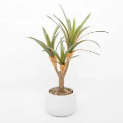 Flora Bunda&reg; 17" Yucca Plant in White Ceramic Planter