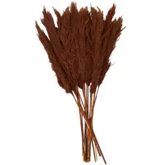 Dried Plant Pampas Natural Foliage with Long Stems Copper