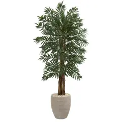 5ft. Parlor Palm Tree in Decorative Planter