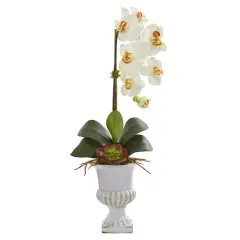 2ft. Phalaenopsis Orchid & Succulent Arrangement in Urn Cream