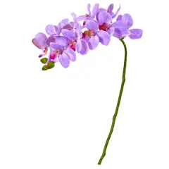 Moth Orchid Stem, 6ct. Purple