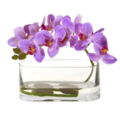 7" Moth Orchid Arrangement in Glass Vase Purple