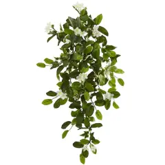 Hanging Mixed Stephanotis & Ivy Plant, 4ct.
