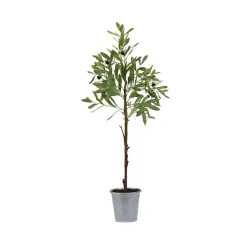 31.5" Potted Olive Tree