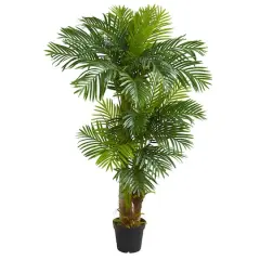 6ft. Potted Hawaii Palm