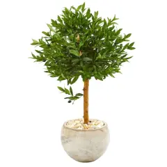 3ft. Olive Topiary Tree in Bowl Planter