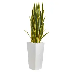 4ft. Snake Plant in White Tower Planter