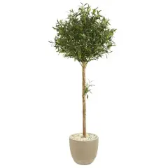 5ft. Olive Topiary Tree in Sand Stone Planter