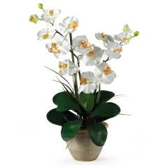 25" Cream Double Phalaenopsis Silk Orchid Flower Arrangement in Ceramic Pot