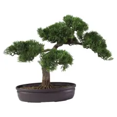 16" Potted Cedar Bonsai Plant