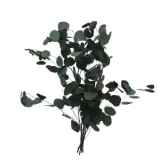 24" Dark Green Silver Dollar Eucalyptus by Ashland&reg;