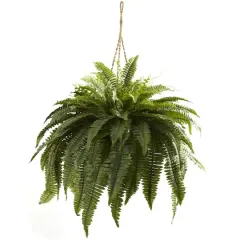 2.5ft. Double Boston Fern Hanging Basket