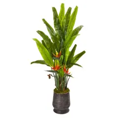 5ft. Bird of Paradise Plant in Decorative Planter