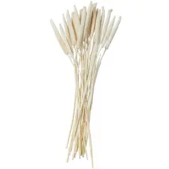 Dried Plant Bunny Tail Natural Foliage with Long Stems White