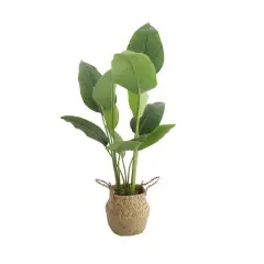 Flora Bunda&reg; 2.5ft. Traveler's Palm in Basket Planter
