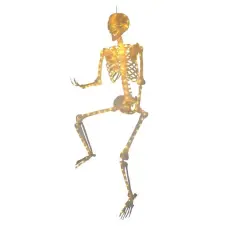 5ft. Warm White LED Skeleton by Ashland&reg;