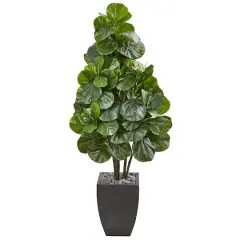 5.5ft. Fiddle Leaf Fig Tree in Black Planter