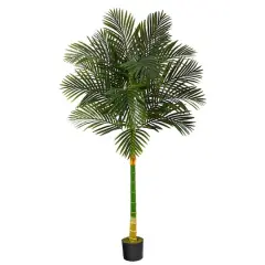 6ft. Potted Golden Cane Palm Tree