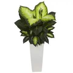 3ft. Golden Dieffenbachia Plant in White Tower Planter