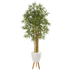 6ft. Multi Bambusa Bamboo Tree in White Planter with Stand