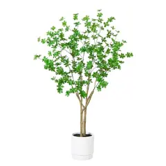 5ft. Enkianthus Tree in White Decorative Planter