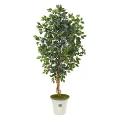 5.5ft. Ficus Tree in Decorative Planter