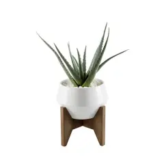 Flora Bunda&reg; 20" Aloe In 8.5" Geo Ceramic Pot On Wood Stand