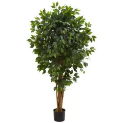 5.5ft. Potted Ficus Tree