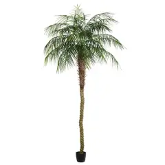 9ft. Potted Phoenix Palm Tree