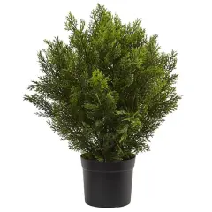 2ft. Potted Cedar Bush