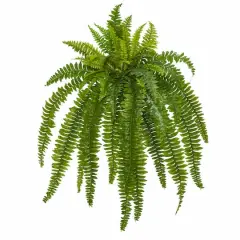 35&rdquo; Boston Fern Plant, 2ct.