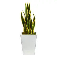 2.5ft. Snake Plant in White Metal Planter