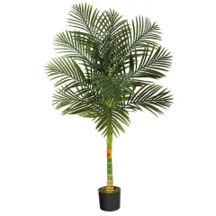 5ft. Potted Golden Cane Palm Tree
