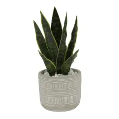 Flora Bunda&reg; 12" Snake Plant In 4.75" Pueblo Cement Pot