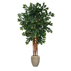 5.5ft. Sakaki Flowering Evergreen Tree in Sand Colored Planter