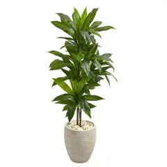 4ft. Dracaena Plant in Sand Colored Planter