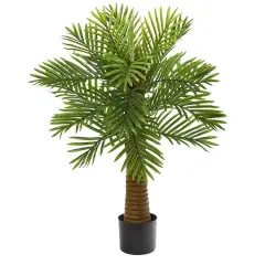 3ft. Potted Date Palm Tree