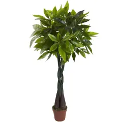 4ft. Potted Money Tree