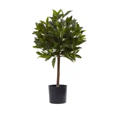 2ft. Potted Sweet Bay Mini Ball Topiary Tree